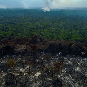L'Amazonie a enregistré son pire mois d'octobre depuis quinze ans en matière de feux de forêts, selon le WWF.