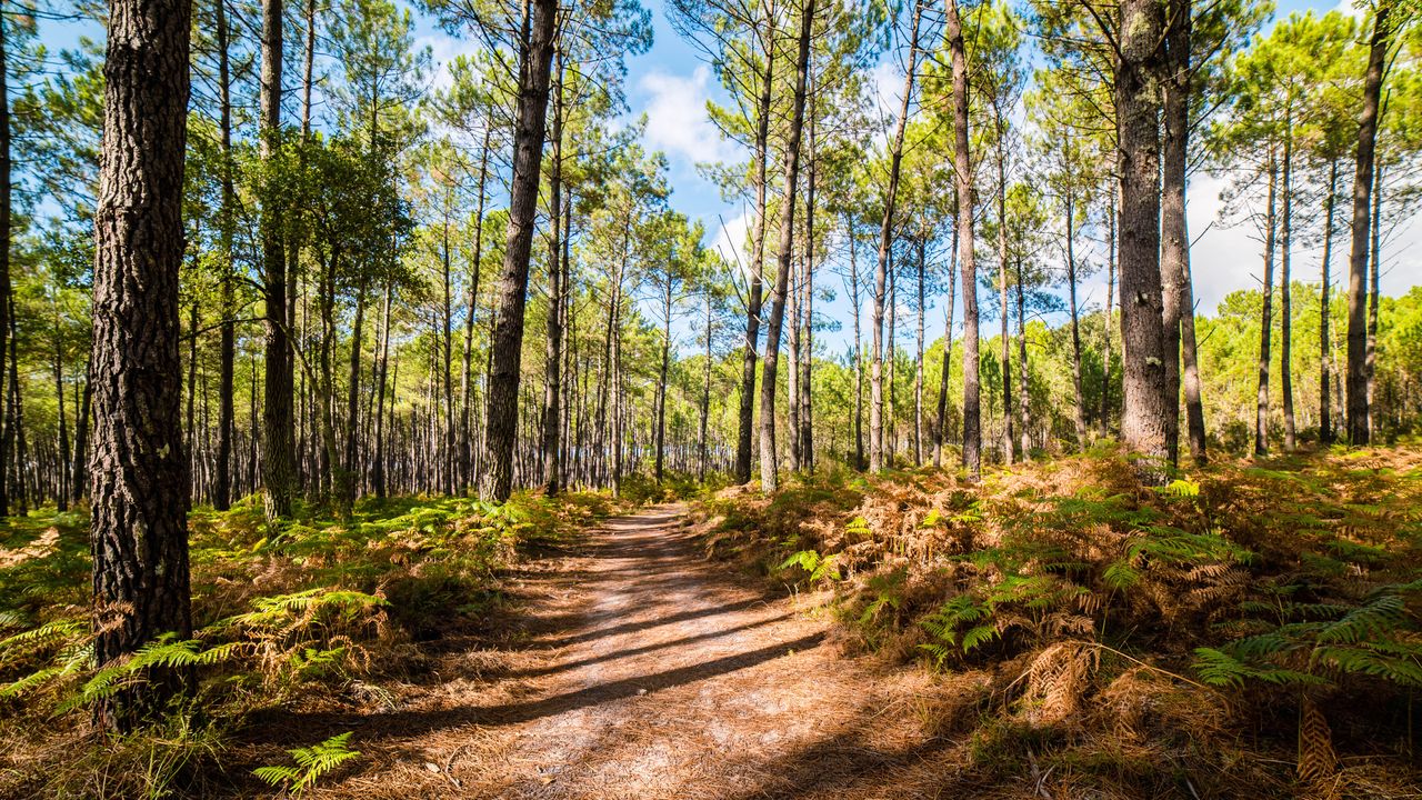 Investir dans les bois et forêts : une hausse nette des prix en 2018 -  Boursorama