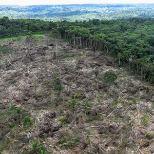 Une part importante de la capture carbone peut être réalisée avec un minimum de conflits d'utilisation des terres », remarquent les chercheurs.