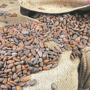 Sur le marché à terme de New York, le cacao est au plus haut depuis 45 ans.