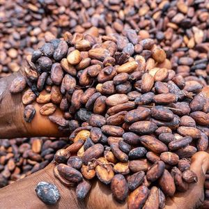 Le cacao représente 15 % des exportations du Ghana.