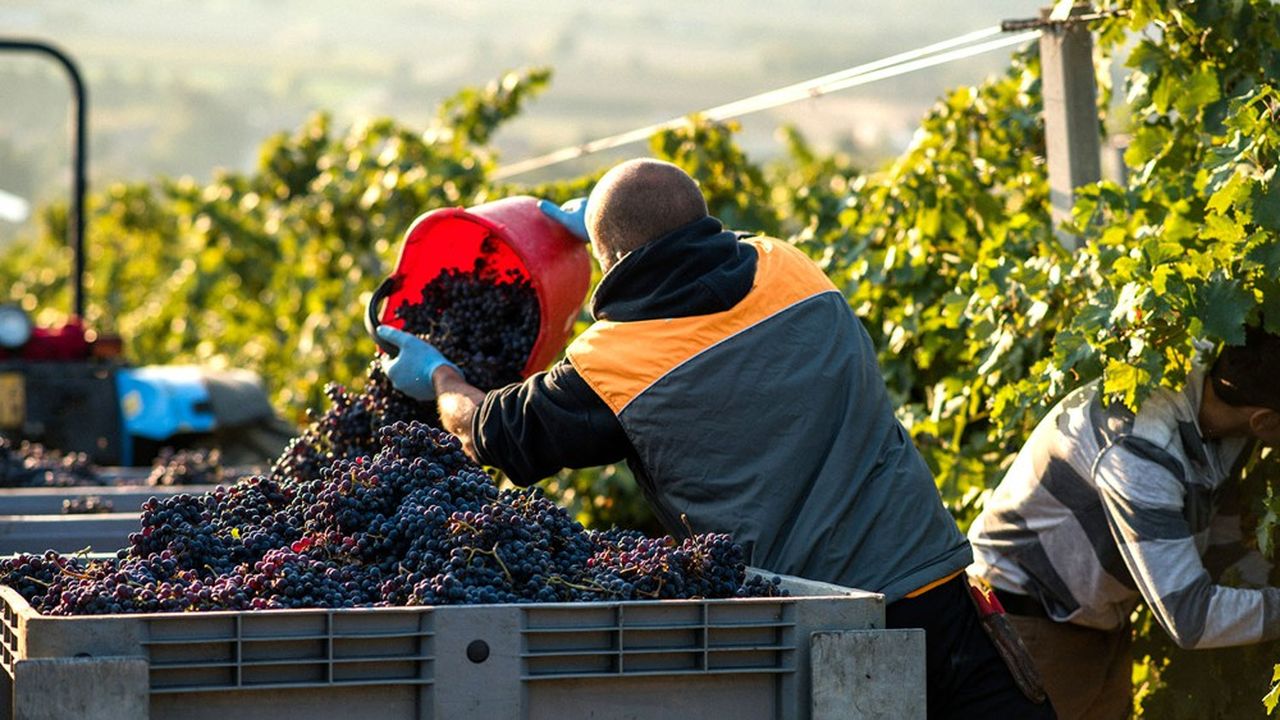 Selon une enquête, 75 % des viticulteurs déclarent avoir des difficultés pour recruter de la main d'oeuvre.