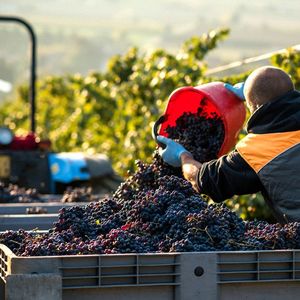 Selon une enquête, 75 % des viticulteurs déclarent avoir des difficultés pour recruter de la main d'oeuvre.