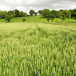 L'évolution des cours du blé est des plus incertaines, selon les analystes de Rabobank.