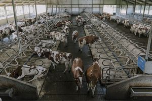 Une ferme à Deventer (Pays-Bas). L'élevage intensif, élément de l'identité nationale, entraîne des rejets massifs de produits azotés.