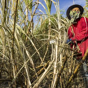 Avec ses cultures de canne à sucre, la Thaïlande va bientôt rattraper l'Europe pour la production de sucre largement dominée aujourd'hui par le Brésil et l'Inde.