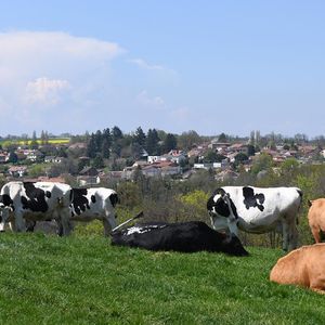 Une vache laitière émet environ 400 grammes de méthane par jour.