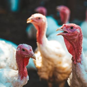 En 2022, 22 millions de volailles ont été abattues pour faire face à l'épidémie de grippe aviaire.