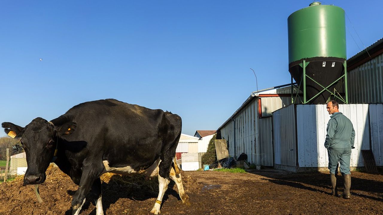 Les bovins représentent 62 % des émissions de gaz à effet de serre produites par l'élevage.
