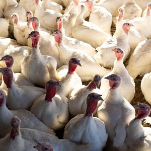 Le retour de la grippe aviaire a contraint la préfecture à prendre des mesures strictes de prophylaxie.