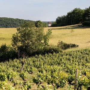 Les vins issus du domaine Mas Del Périé de Fabien Jouves sont travaillés pour que le malbec « exprime bien la minéralité des calcaires de Cahors ».