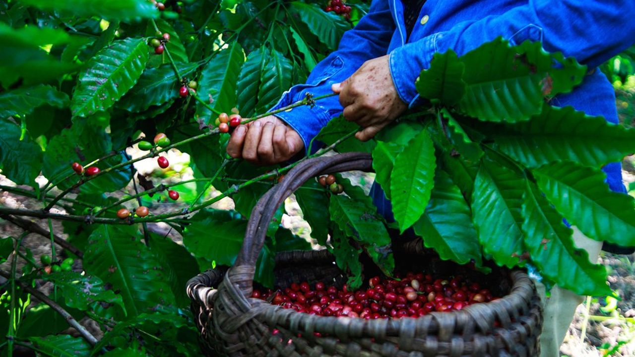 Les grains de café se récoltent à la main un à un dans les plantations à Cuba.