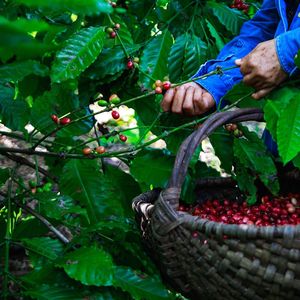 Les grains de café se récoltent à la main un à un dans les plantations à Cuba.