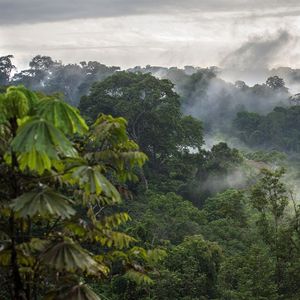 Le Gabon, recouvert à près de 90 % de forêt, oblige les constructeurs à réaliser des études pour ne pas altérer la biodiversité.