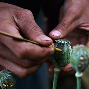 Environ 1.080 tonnes d'opium ont été produites cette année en Birmanie.