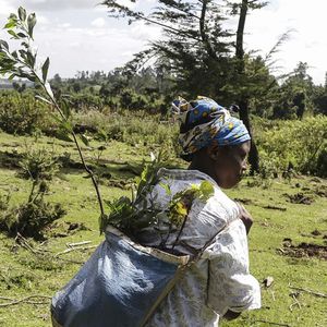 Le Kenya fait partie des pays d'Afrique qui ont recours aux crédits carbone, notamment dans des projets de reforestation, comme ici à Nakuru dans la vallée du Rift.