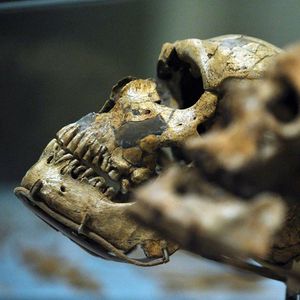 Un crâne d'Homo Sapiens de l'abri trouvé proche de La Ferrassie (photo d'illustration).