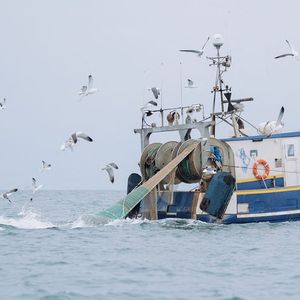 A partir de lundi et jusqu'au 20 février inclus, la pêche sera interdite dans le golfe de Gascogne pour tous les bateaux de huit mètres ou plus équipés de certains types de filets.