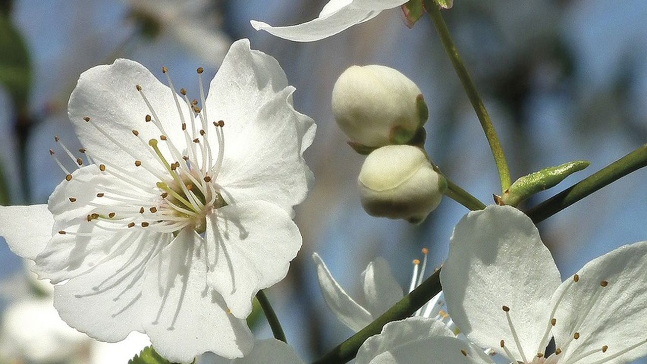 blossom-287471_1280.jpg