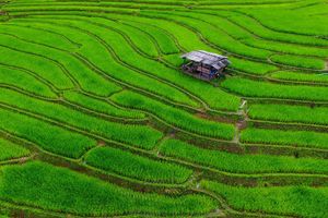 Le Vietnam a annoncé un plan destiné à cultiver du riz « bas carbone » sur 1 million d'hectares.