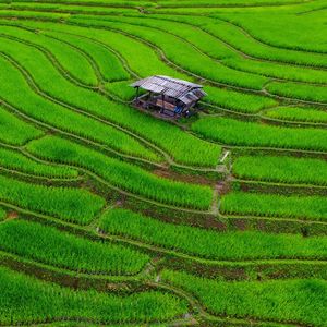 Le Vietnam a annoncé un plan destiné à cultiver du riz « bas carbone » sur 1 million d'hectares.