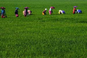 Les subventions accordées aux producteurs de riz indiens nourrissent le mécontentement des grands pays de production agricole.