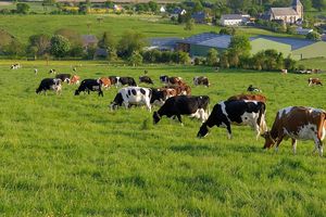 Parmi les leviers envisagés pour réduire les émissions de gaz à effet de serre des bovins, l'élevage à l'herbe figure en bonne position.