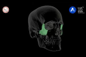 Grâce à la 3D et à la réalité virtuelle, Akivi veut faciliter la compréhension et l'apprentissage de l'anatomie humaine.