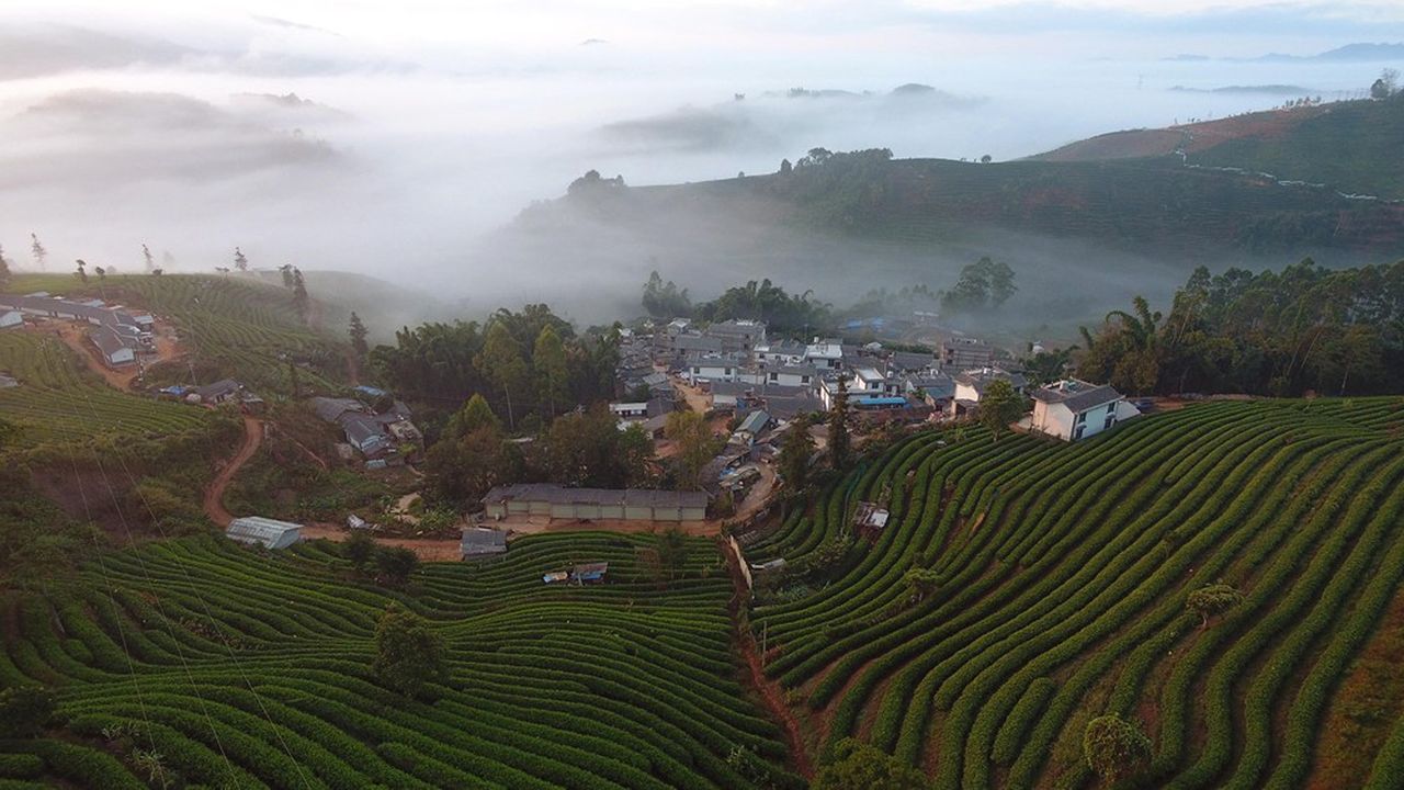 Plantations de thé dans la vallée de Pu'er, dans le sud du Yunnan.