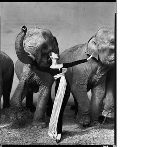 «Dovima with elephants, evening dress by Dior, Cirque d'Hiver, Paris, August 1955», photo de Richard Avedon.