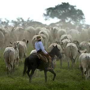 Les éleveurs bovins du Brésil sont dans la ligne de mire des agriculteurs français en colère contre leur concurrence déloyale.