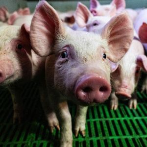 Après un recul de 2 % en 2022, la production de porcs a chuté de 4,8 % en 2023 à 22 millions d'animaux.