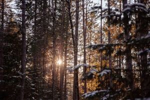 The sun shines through the trees in winter in Algonquin Park.