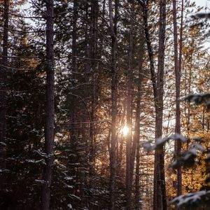 The sun shines through the trees in winter in Algonquin Park.