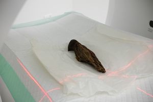 Parmi ses cinq momies animales, la collection d'égyptologie de l'Université de Strasbourg comprend un vautour. La radiographie a confirmé la présence de l'animal sous les bandelettes.