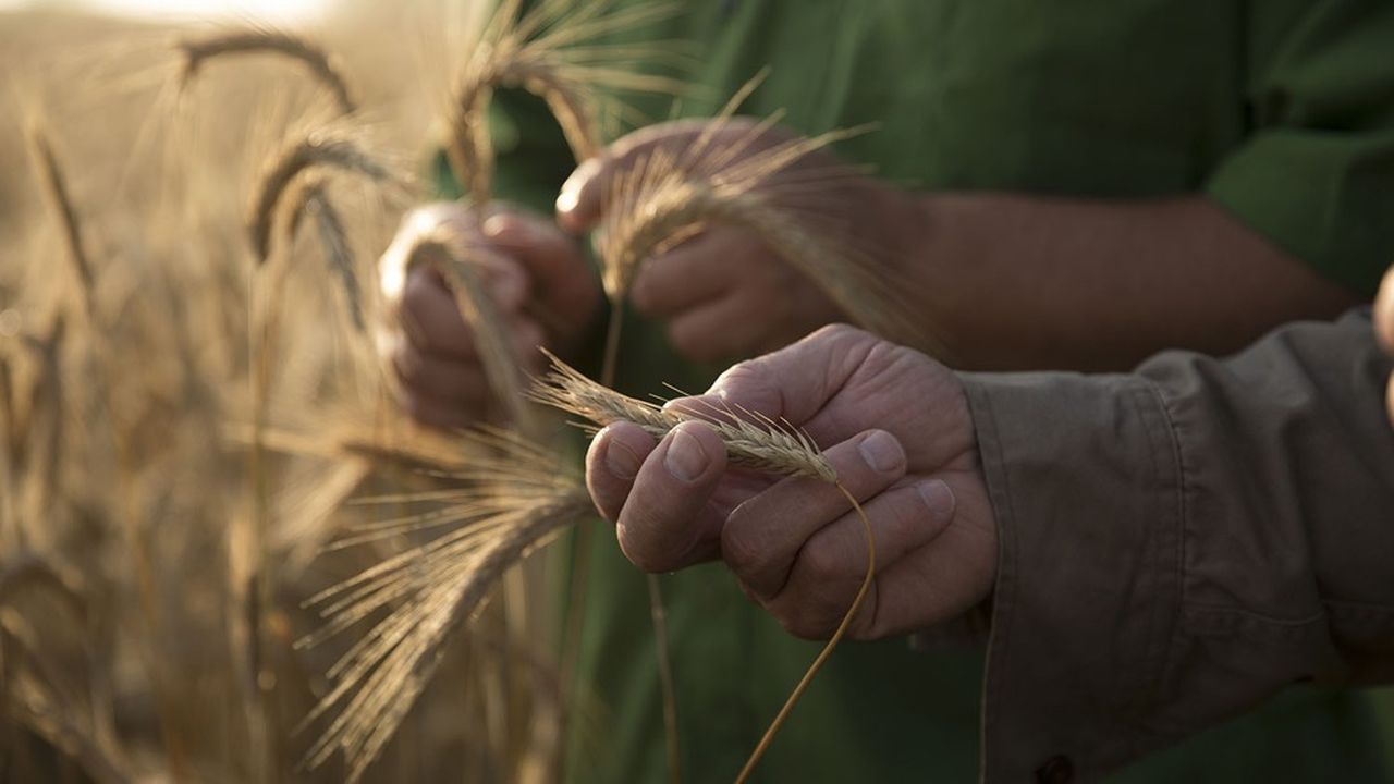 Pour Des Agricultures Prospères Et Résilientes | Les Echos