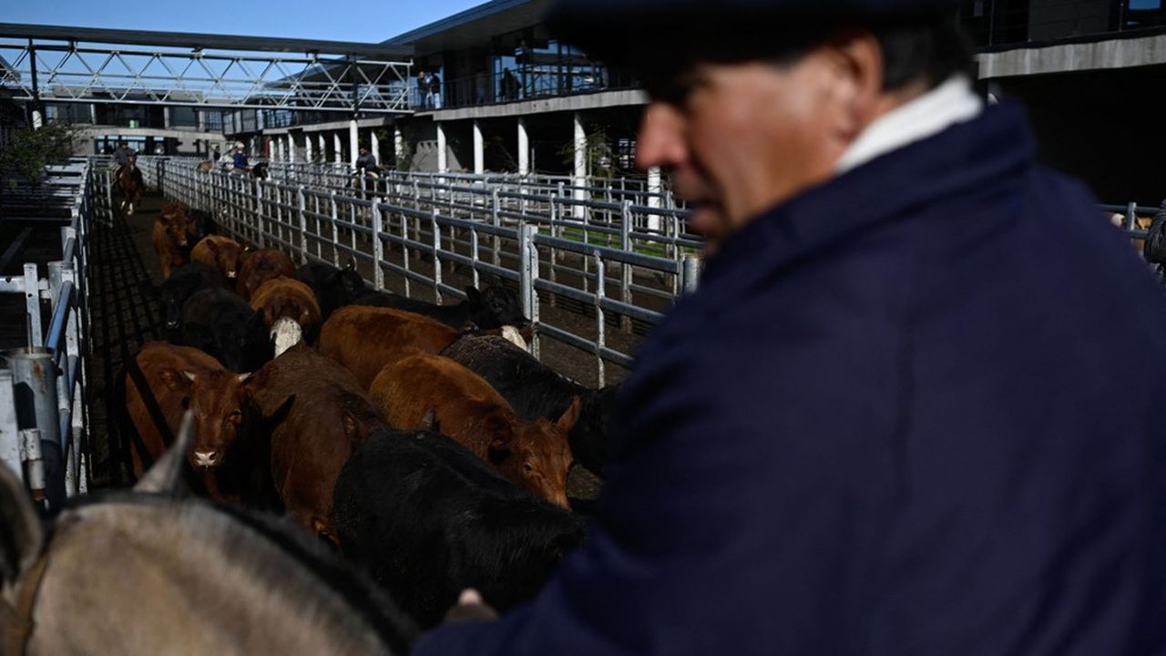 « Quant aux fermes bovines qui sont vilipendées en France, quand elles atteignent la barre des cent animaux, elles dépassent généralement les 1.000 vaches du côté de Buenos Aires, certaines même bien au-delà. »