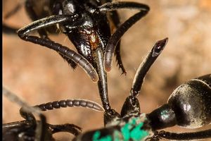 Une fourmi de l'espèce Megaponera analis soignant une congénère. Le système de soins de ces fourmis vivant en Afrique est aussi performant que miniature.