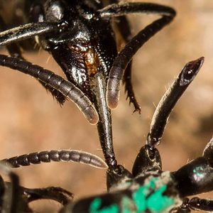 Une fourmi de l'espèce Megaponera analis soignant une congénère. Le système de soins de ces fourmis vivant en Afrique est aussi performant que miniature.