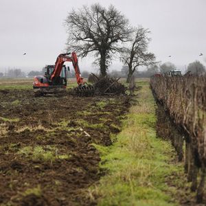 L'Etat et le Conseil interprofessionnel du vin de Bordeaux (CIVB) ont validé l'arrachage de 9.500 hectares de vignes afin de lutter contre la surproduction de vin.