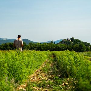 Pagès a relancé une filière de production française dans la Drôme, au sud de Valence, pour ses plantes à infusion.
