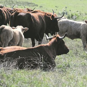 Les éleveurs de bovin à viande sont souvent isolés et mal accompagnés dans les démarches