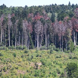 La forêt pourrait devenir même émettrice nette de CO2, du fait de la dégradation de la santé des arbres sous l'effet du réchauffement climatique.