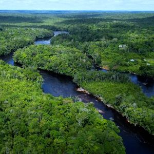 La forêt amazonienne s'étend sur neuf pays et abriterait 10 % de la biodiversité mondiale.