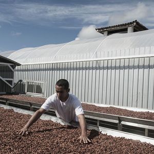 Les producteurs brésiliens de cacao pourraient être les grands vainqueurs de la hausse des cours.
