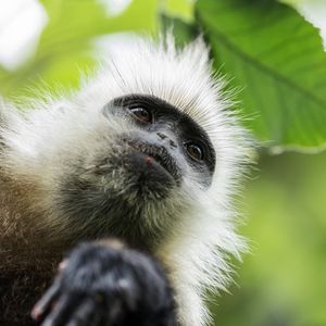 Neuf espèces de primates sont hébergées dans le centre de primatologie de Niederhausbergen, près de Strasbourg.