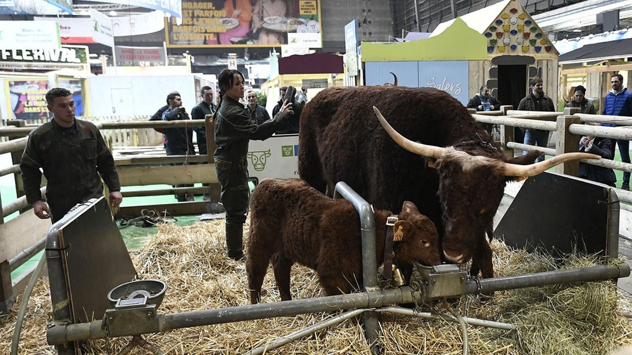 La France détient le plus gros cheptel bovin en Europe.