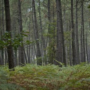 La forêt française absorbe deux fois moins de carbone qu'il y a dix ans.