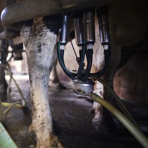 Le renouvellement du matériel pour effectuer la traite des vaches fait partie des charges qui augmentent et qui pèsent sur les éleveurs.