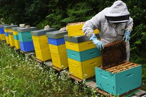 Après une production record l'an dernier, autour de 30.000 tonnes, les stocks de miel Français s'accumulent faute de débouchés.